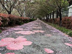 -高东镇樱花园
