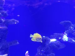 -芜湖新华联大白鲸海洋公园