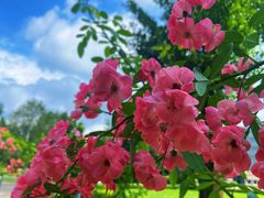 -国家植物园南园