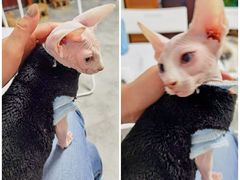 -团子家猫咪猫咖馆·柯基·柯尔鸭