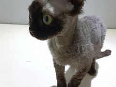 -喵的天空名猫咖啡馆·撸猫·猫舍·用品