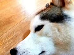 -Husky Go! 哈士奇体验馆·宠物咖啡厅狗咖