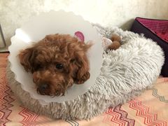 -纳吉亚猫专科动物医院博雅分院