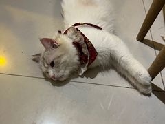-平行世界·猫咖(首经贸店)
