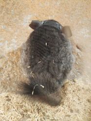 -酷嗒动物文化乐园(cutezoo西溪乐天城店)