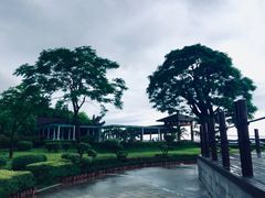 -大湾区中央湿地公园