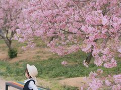 -天适樱花悠乐园