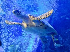 -太平洋海底世界