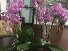 -双季花艺园艺市场(浦东店)