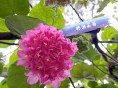 -广州莲花山旅游区