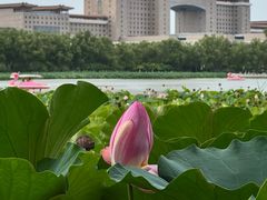 -莲花池公园