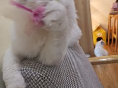 -滚猫咖啡·猫咖·猫友好撸猫(未来城店)