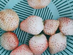 -大自然农场蔬菜草莓采摘园