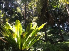 -墨尔本皇家植物园