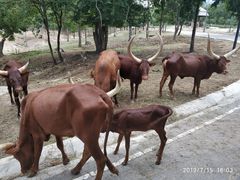 -清迈夜间动物园