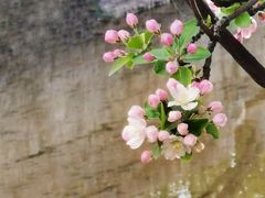 -海棠花溪(元大都城垣遗址公园)