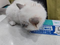 -安安宠医宠物医院·异宠·犬猫内科(岳阳分院)