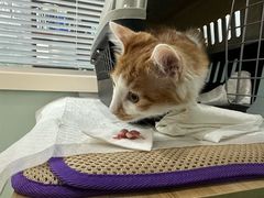 -纳吉亚猫专科动物医院博雅分院