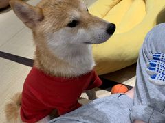 -逗柴咖啡屋·狗咖猫咖宠物桌游