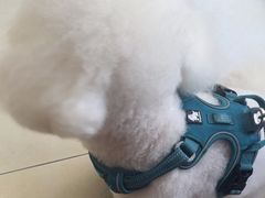 -宠福鑫康馨动物医院·骨科·眼科