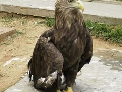 -西霞口神雕山野生动物世界