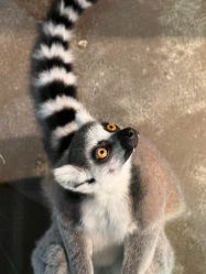 -Zoolung Zoolung动物主题公园(海信广场店)