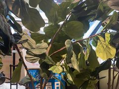 -卡朋西餐(大信新都汇店)