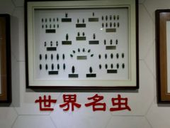 -上海昆虫博物馆