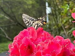 -紫蓬山国家森林公园