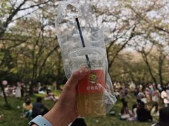 -苏州上方山国家森林公园