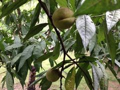 iphone_upload_pic-白塘生态植物园