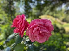 -青岛德国总督楼旧址博物馆