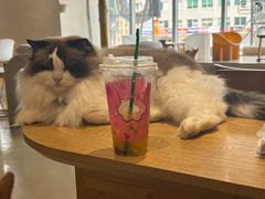 -藏猫猫咖啡主题馆(中央大道店)