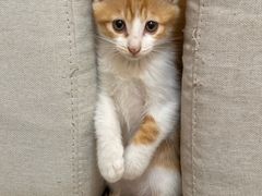 -四月宠物医院·猫专科·心脏专科·内科(转塘店)