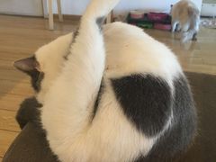 -Cappucimeow猫咪咖啡馆(韦伯时代店)