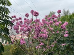 -仙岳公园