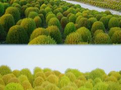 -花开海上生态园