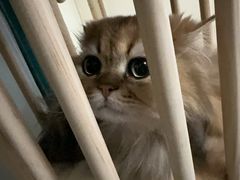 -康旭宠物医院(郑州总院)