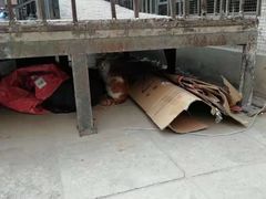 -萌兽医馆·犬猫专科·眼科中心·宠物医院(朝阳门分院)