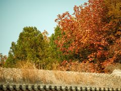 -遵化市禅林寺古银杏风景园