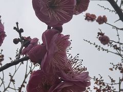-香雪海