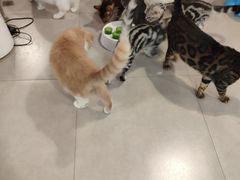-三花喵·撸猫购宠·宠物生活馆(虹桥南丰城店)