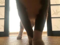 -龟与熊猫宠物公园(南坪店)
