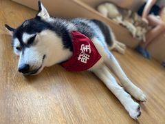 -Husky Go! 哈士奇体验馆·宠物咖啡厅狗咖