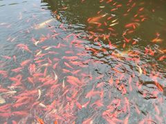 -云岭野山参风景区