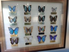 -上海昆虫博物馆