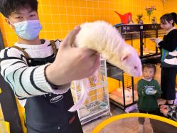 -神奇动物撸宠馆·羊驼·小浣熊·异宠(豫园店)