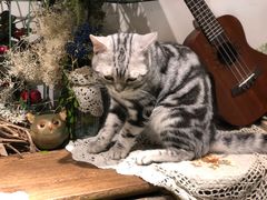 -共舞时光猫咖·狗咖(新街口店)