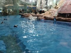 -帝企鹅自助餐厅•儿童岛•真企鹅(长隆企鹅酒店)