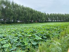 -白渔泡湿地公园